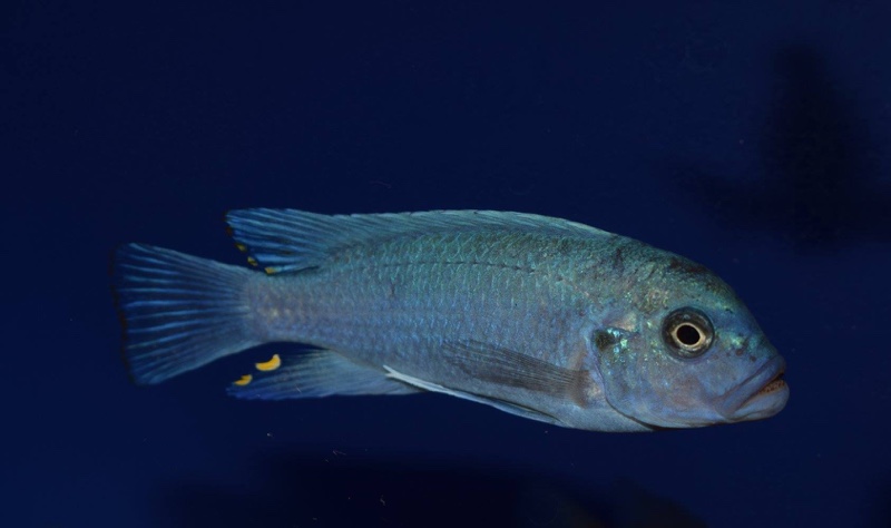 Maylandia estherae 'Narungu'